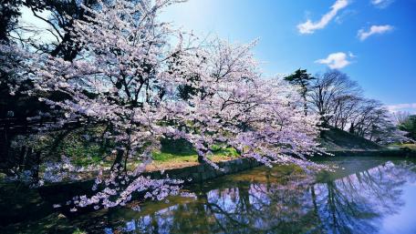 Blossoming Serenity in Japan's Spring Landscape wallpaper