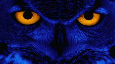 Blue Owl with Glowing Eyes wallpaper