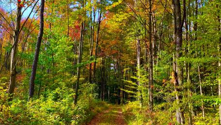 Autumn forrest wallpaper
