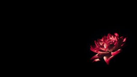 Velvet Rose on a Midnight Canvas wallpaper