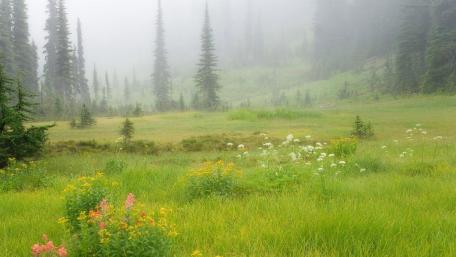 Serene Morning Mist in a Meadow Scene wallpaper