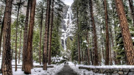 Majestic Pine Forest in Winter Wonderland wallpaper