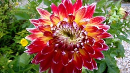 Vibrant Dahlia Bloom Captivating Nature’s Artistry wallpaper