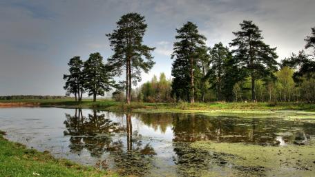 Tranquil Reflections in a Wetland Setting wallpaper