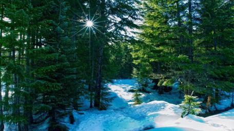 Winter Sunlight in Evergreen Forest wallpaper
