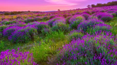 Lavender Field wallpaper