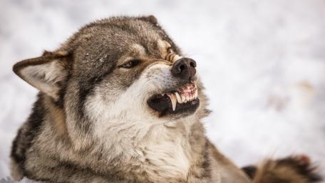 Angry Wolf Snarling wallpaper