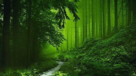 Enchanted Green Forest with Serene Creek wallpaper