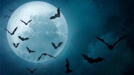 Moonlit Night with Bats wallpaper