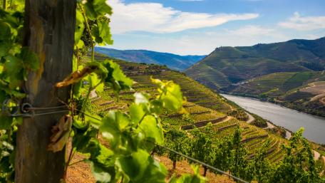 Serene Vineyard Landscape Under Blue Skies wallpaper