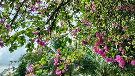 Bougainvillea wallpaper