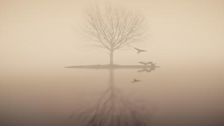 Misty Solitude of a Lone Tree on a Tranquil Lake wallpaper