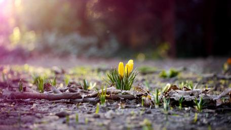 Springtime Blooms of Golden Crocuses wallpaper