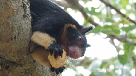 Little red flying fox wallpaper