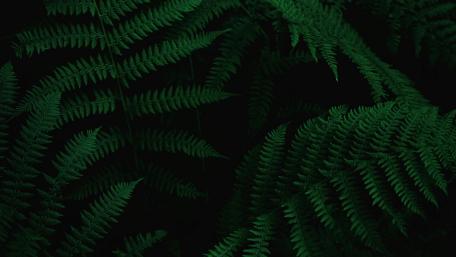Mystical Fern Canopy wallpaper