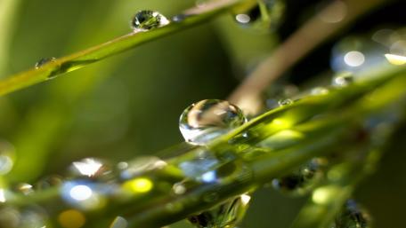 Dewy Elegance in Nature's Embrace wallpaper