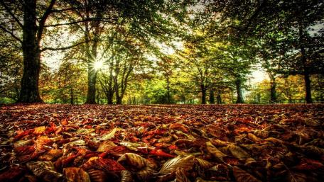 Golden Autumn Leaves in Sunlit Forest Ground wallpaper