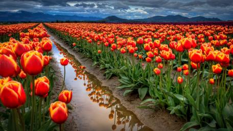 Vibrant Tulip Fields in Springtime Glory wallpaper