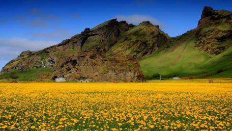 Vibrant Yellow Flower Field Amidst Majestic Landscape wallpaper
