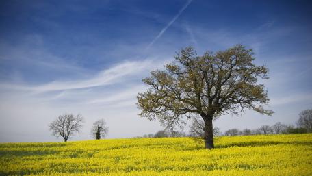 Vibrant Spring Meadow with Majestic Tree wallpaper