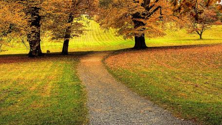 Autumn Pathway in Golden Leaves wallpaper