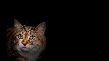 Fascinating Feline Portraits wallpaper