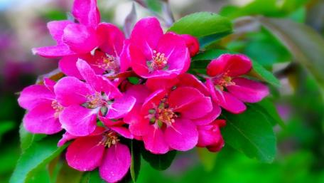 Vibrant Pink Blossoms Showcasing Nature's Beauty wallpaper