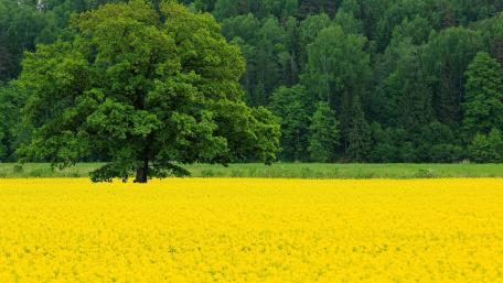 Golden Field Under Calm Green Canopy wallpaper