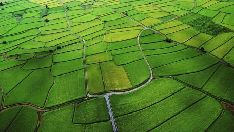 Lush Patchwork Fields from Above wallpaper