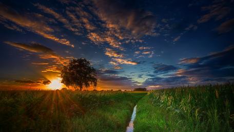 Sunset Over Lonely Tree wallpaper