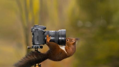 Squirrel Photographer in Action! 4K Cuteness Overload! wallpaper