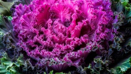 Vibrant Curly Kale Close-Up Wall Art wallpaper