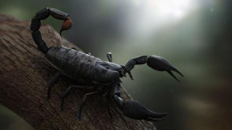 Mighty Scorpion in Nature's Embrace wallpaper