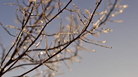 Icy Branches Glimmering in the Sunlight wallpaper