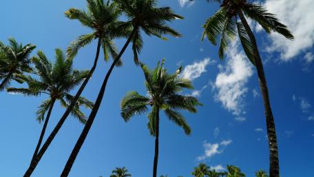 Tropical Palms Under a Bright Blue Sky wallpaper