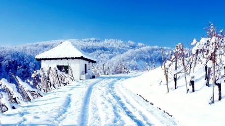 Winter vineyard wallpaper