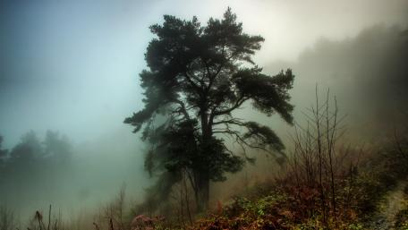 Misty Autumn Morning in Nature wallpaper