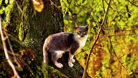 Autumn Whiskers Among the Trees wallpaper
