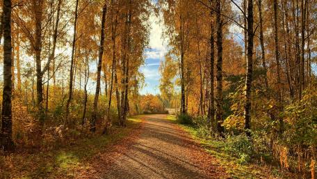 Golden Path Through Autumn Forest wallpaper