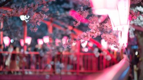 Blooming Boulevards in Springtime Delight wallpaper