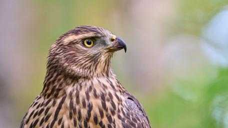 Eurasian goshawk gaze in the wild wallpaper