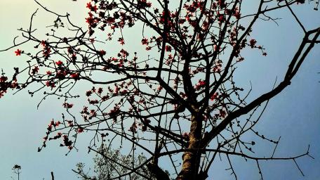 Vibrant Blossoms Against the Sky wallpaper
