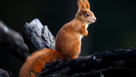 Squirrel Contemplation at Dawn wallpaper