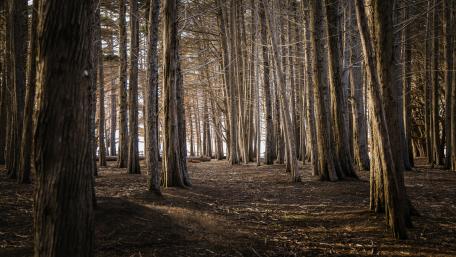 Whispering Pines at Dusk wallpaper