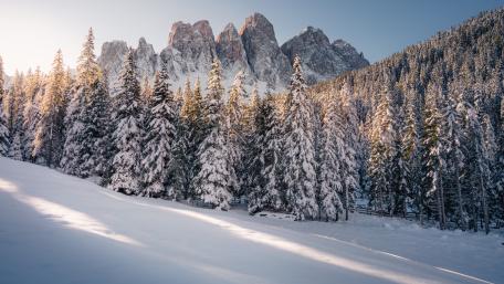 Winter Serenity in the Pine Forest wallpaper
