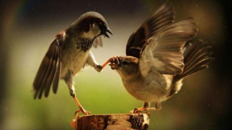 Sparrows Sharing a Tender Moment wallpaper