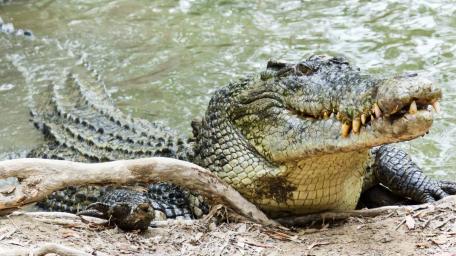 Majestic Crocodile Posing by the Water's Edge wallpaper
