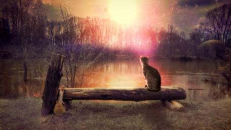 Ethereal Sunset Watcher Cat wallpaper