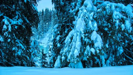Winter Wonderland Forest Escape wallpaper