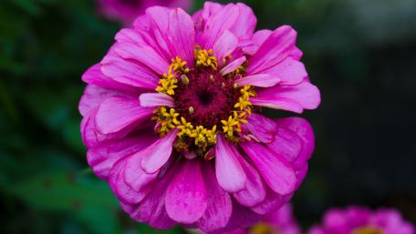 Magenta Zinnia flower wallpaper